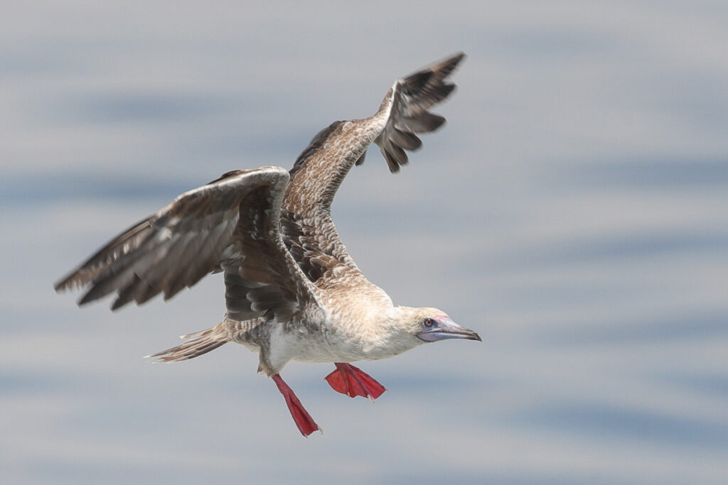 Red-footed Booby