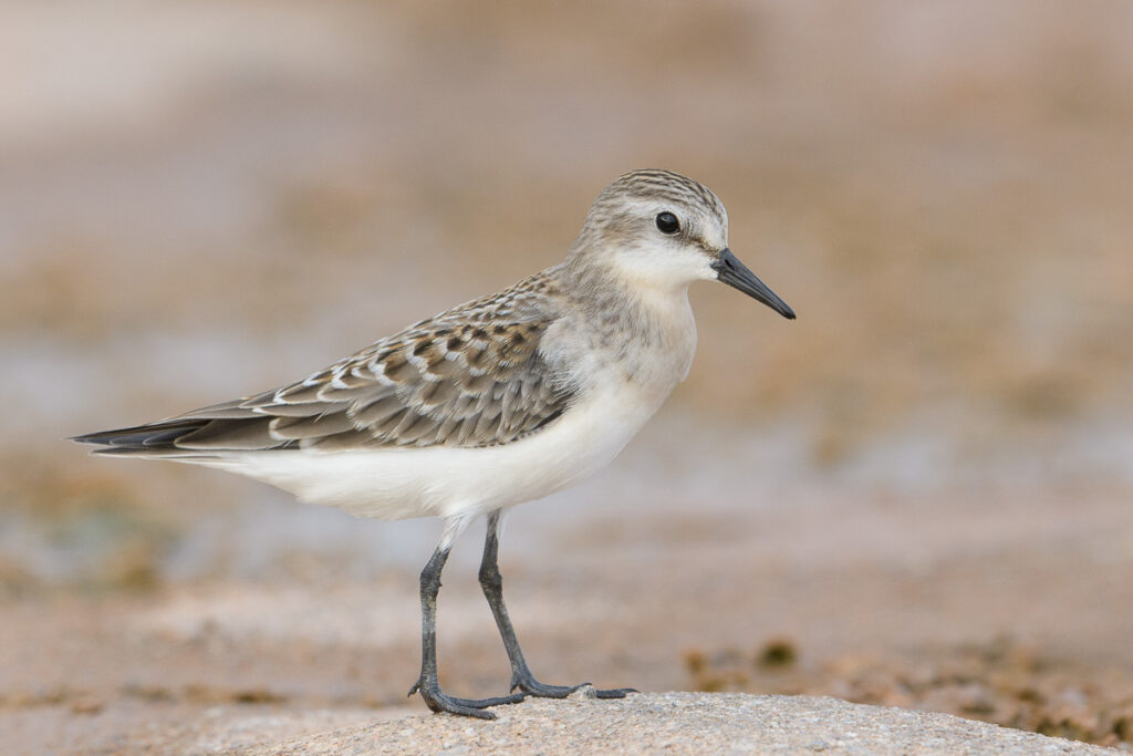 Red-necked Stint