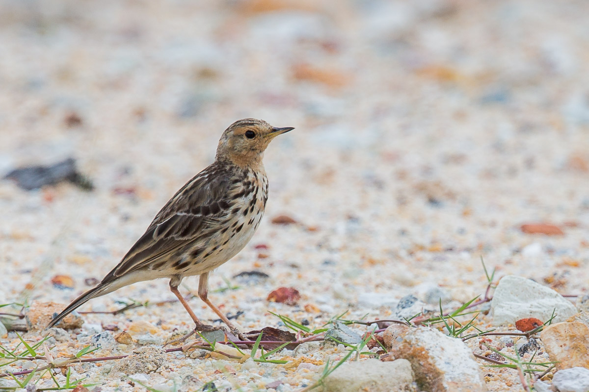 Red-throated Pipit – Birds of Singapore