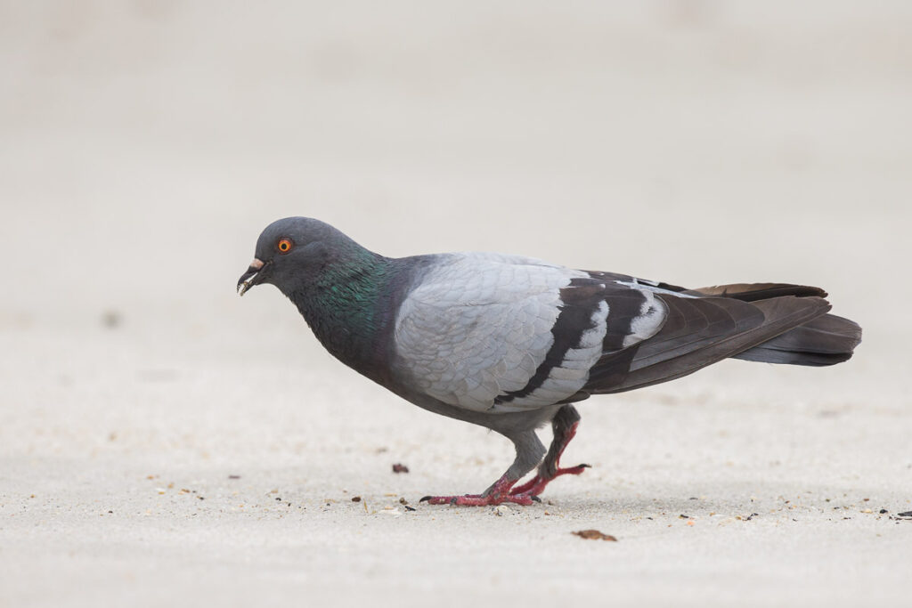 Rock Dove