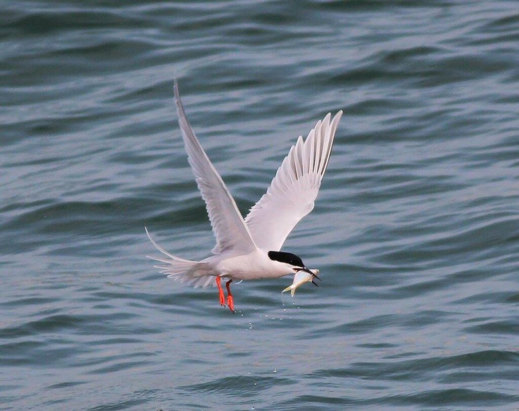Roseate Tern