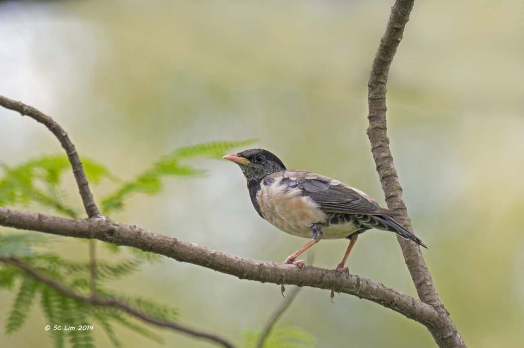 Rosy Starling