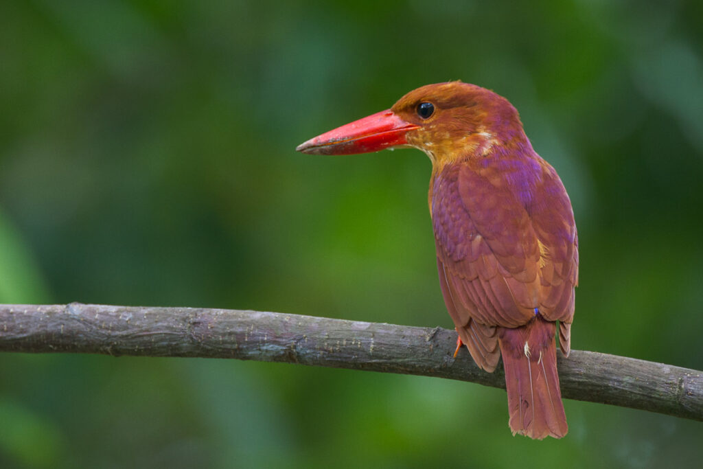Ruddy Kingfisher