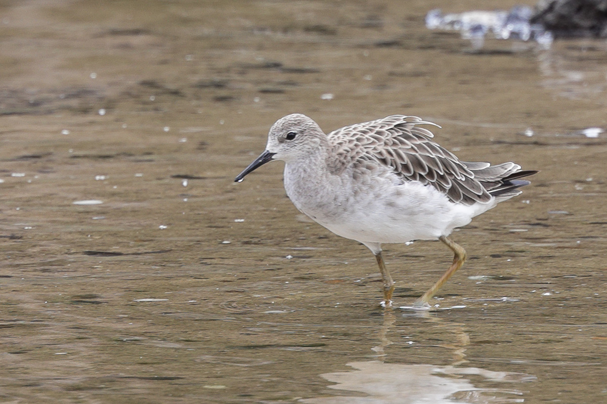 Ruff – Birds of Singapore