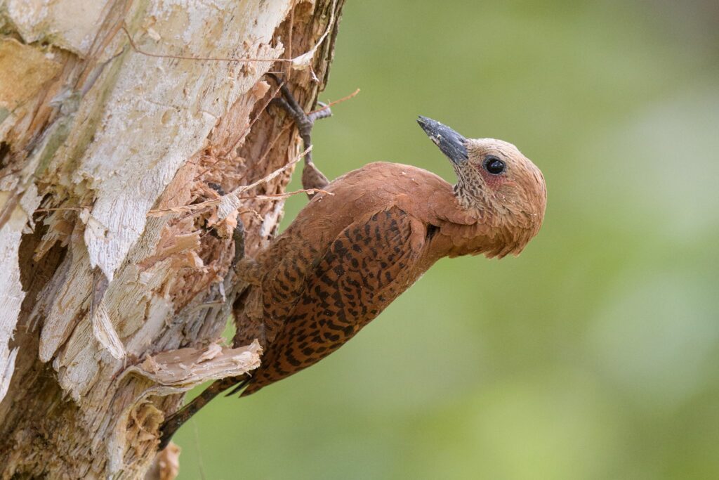 Rufous Woodpecker