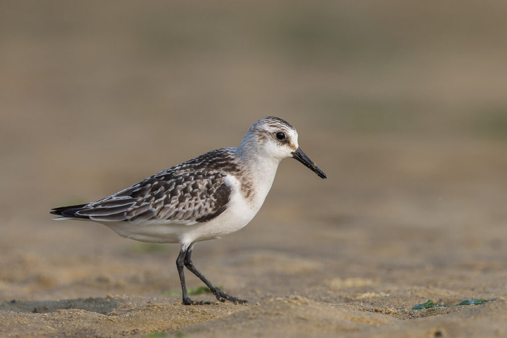 Sanderling
