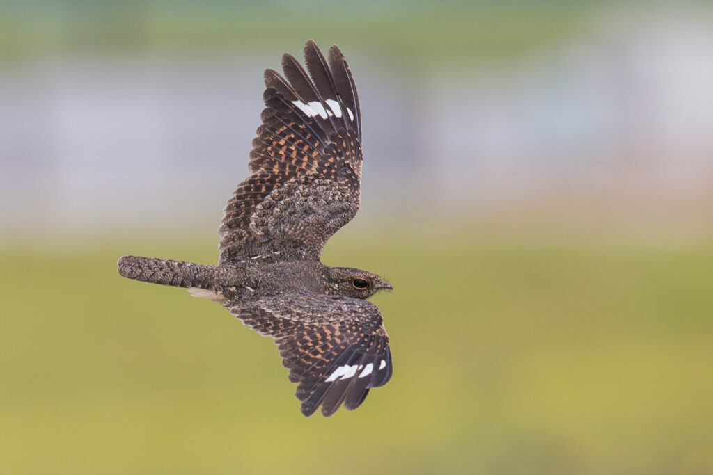 Savanna Nightjar