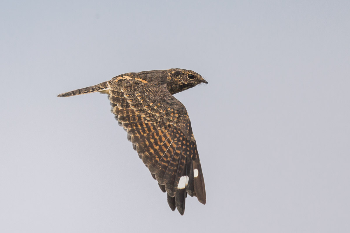 Savanna Nightjar – Birds of Singapore