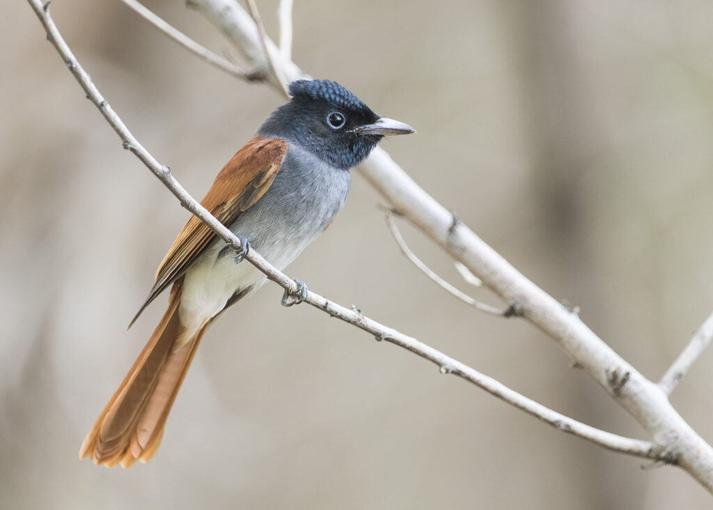 Amur Paradise Flycatcher