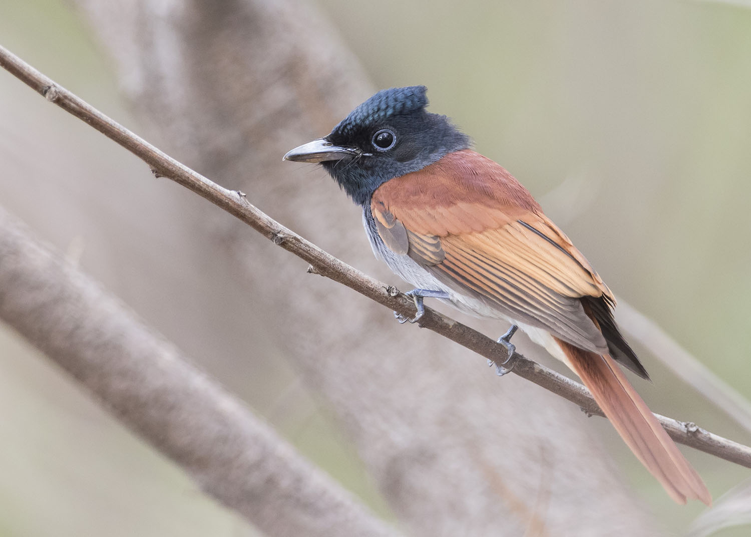 Amur Paradise Flycatcher – Birds of Singapore