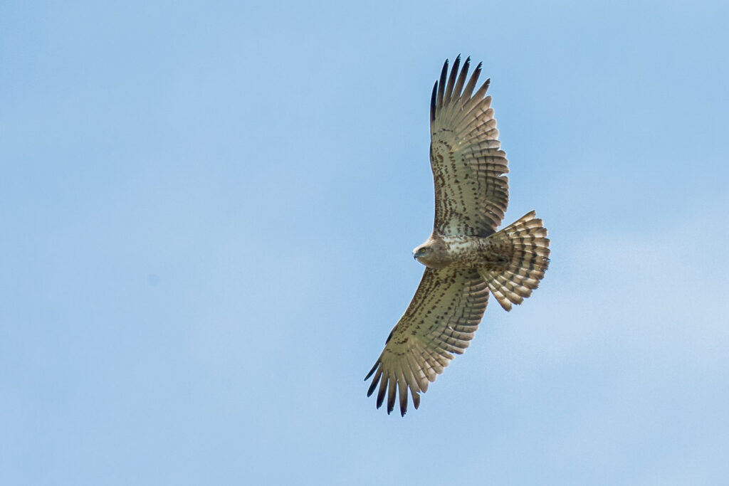 Short-toed Snake Eagle