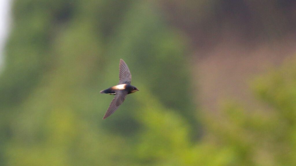 Silver-backed Needletail