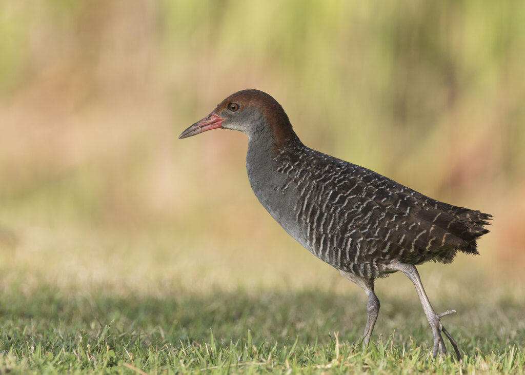 Slaty-breasted Rail