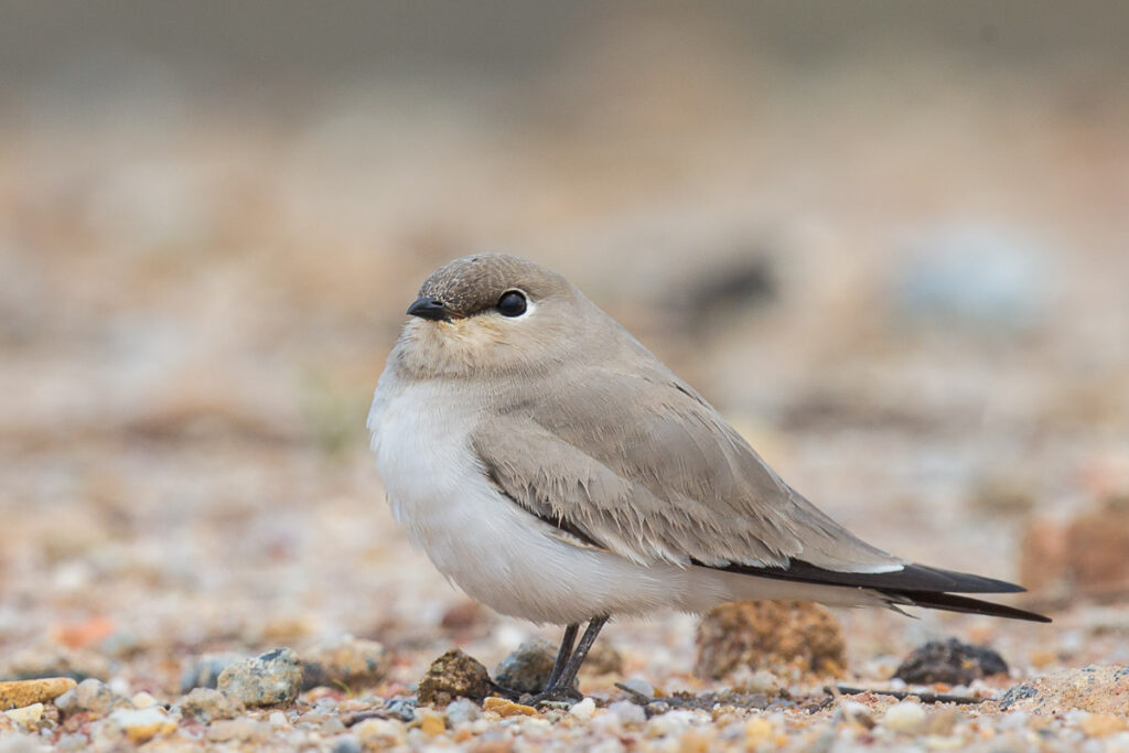 Small Pratincole