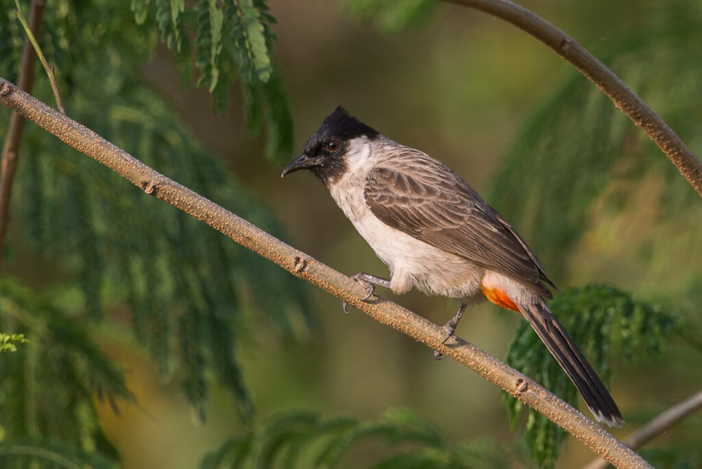 Sooty-headed Bulbul