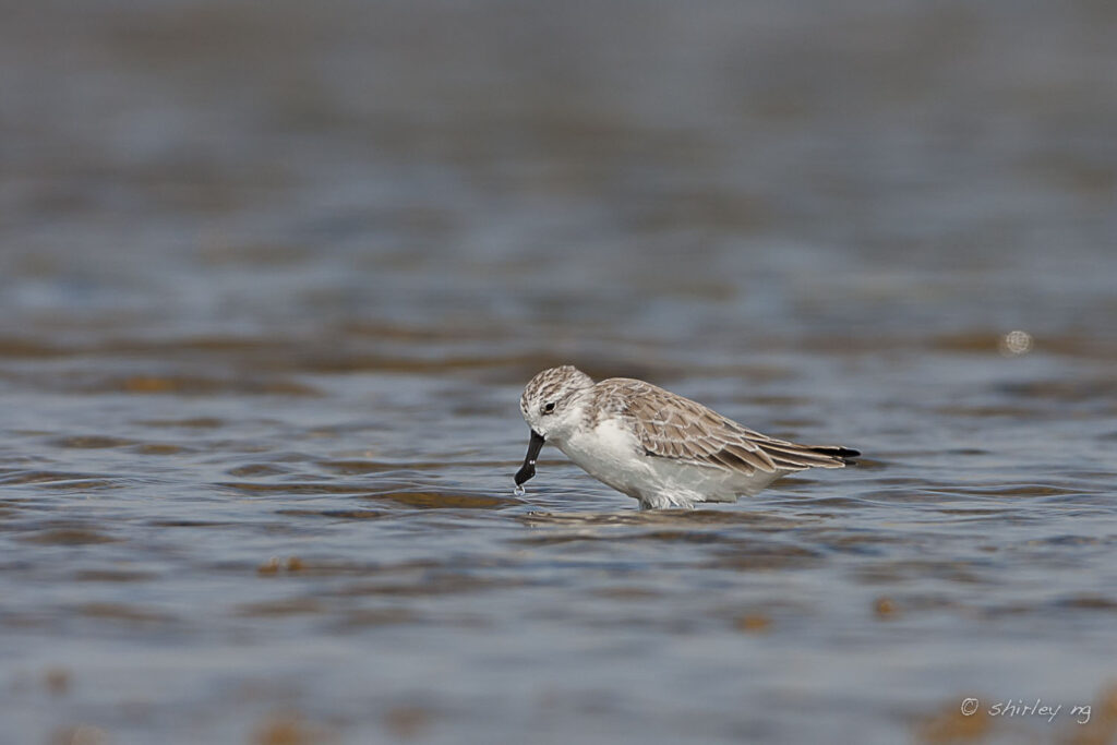 Spoon-billed Sandpiper