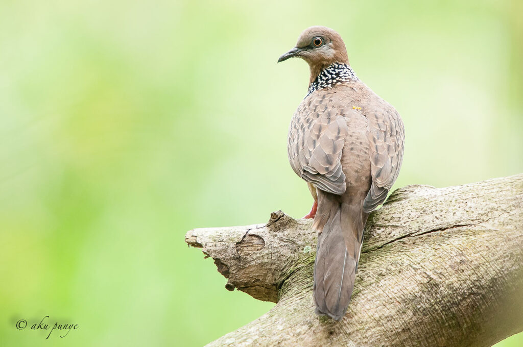 Spotted Dove