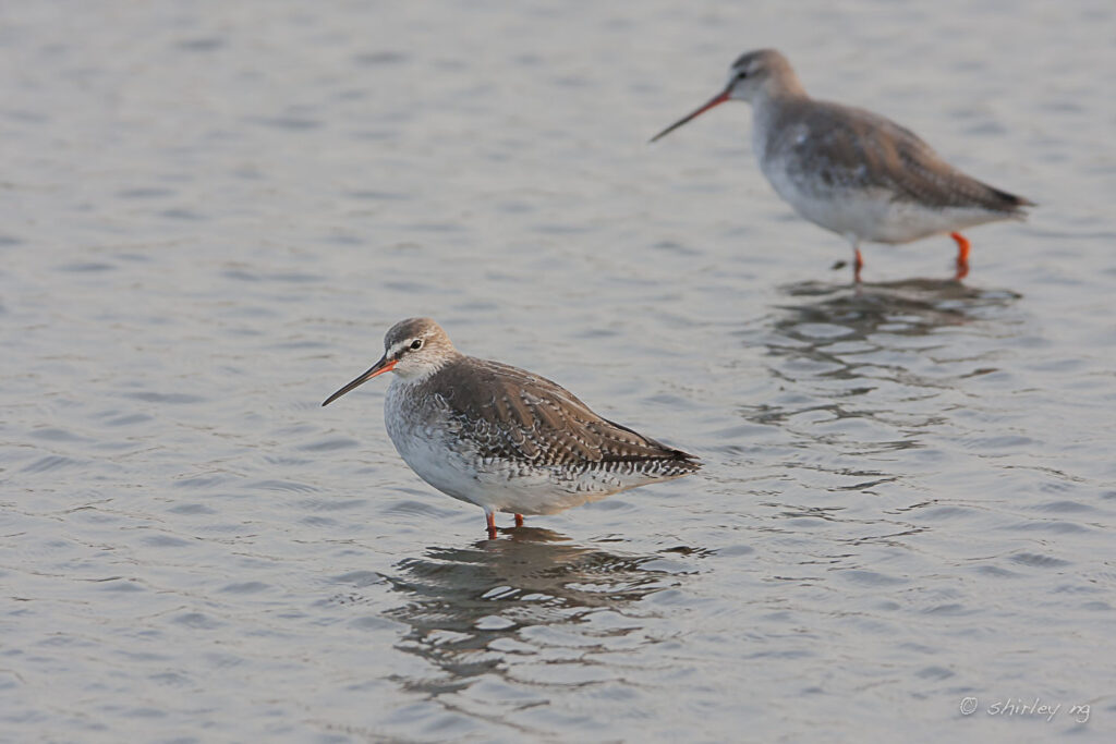 Spotted Redshank