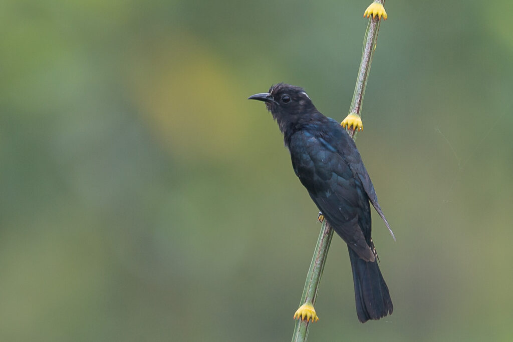 Square-tailed Drongo-Cuckoo