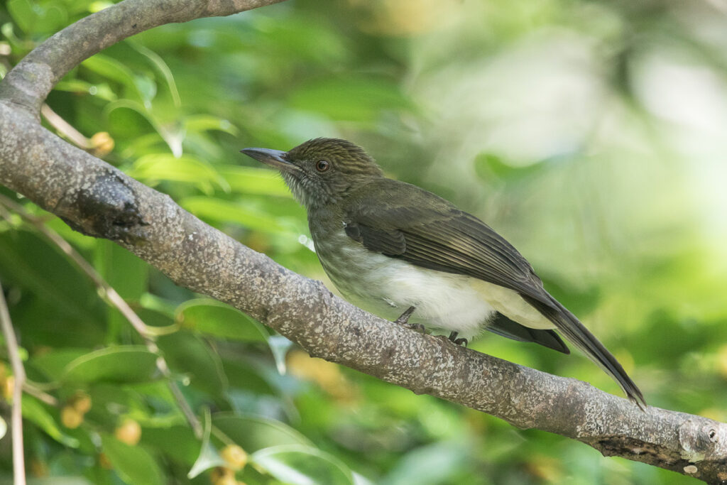 Streaked Bulbul