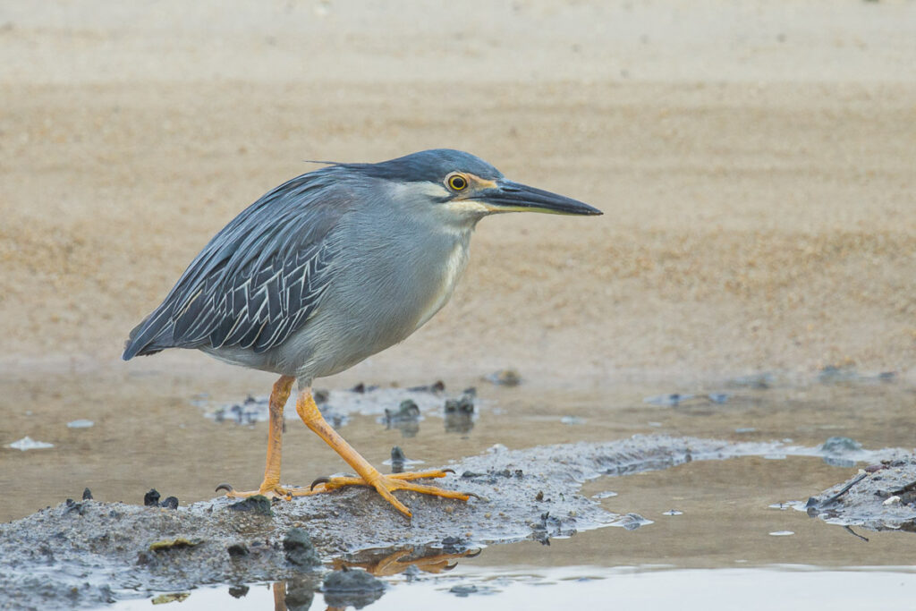Little Heron
