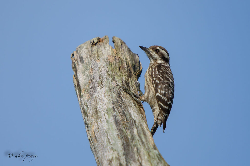 Sunda Pygmy Woodpecker