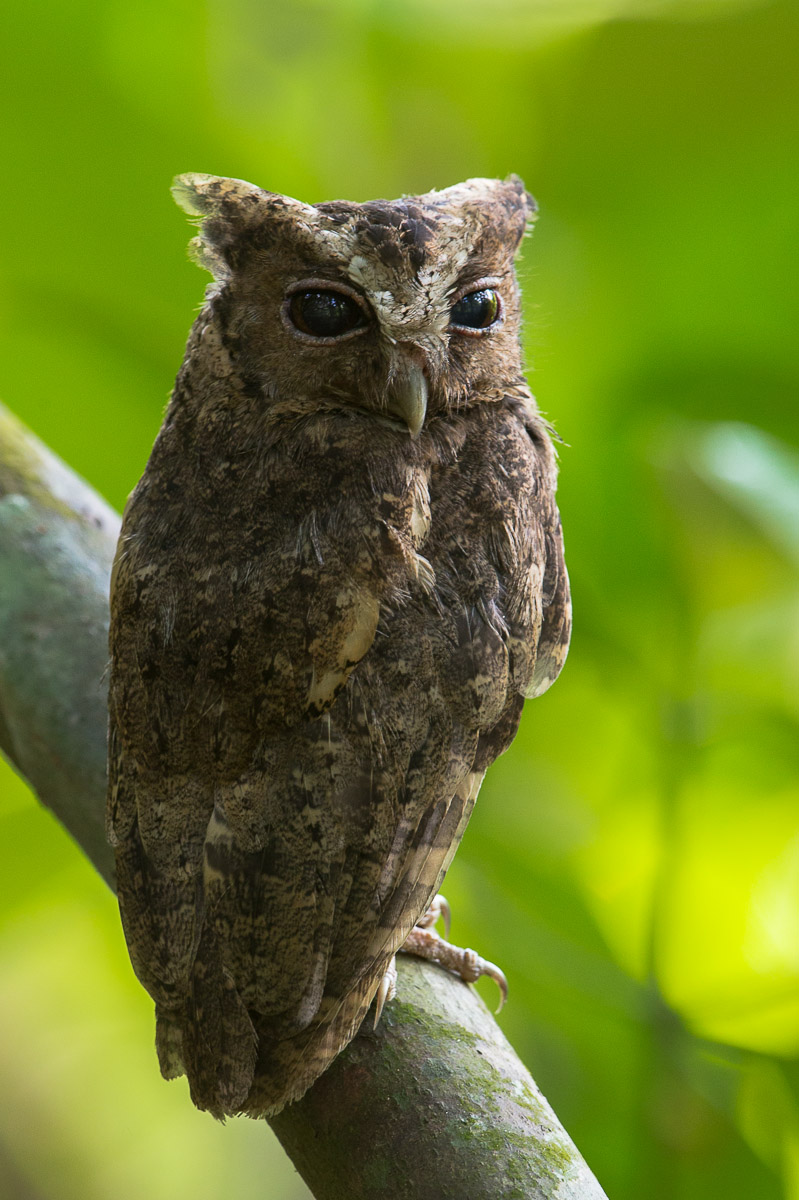 Sunda Scops Owl – Birds of Singapore