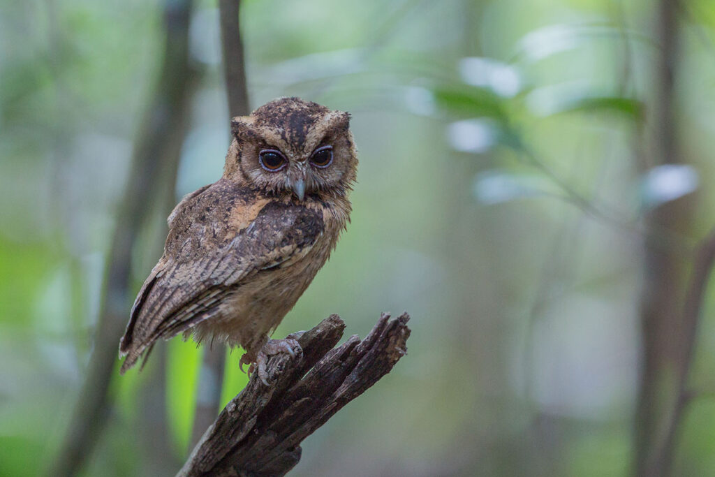 Collared Scops Owl