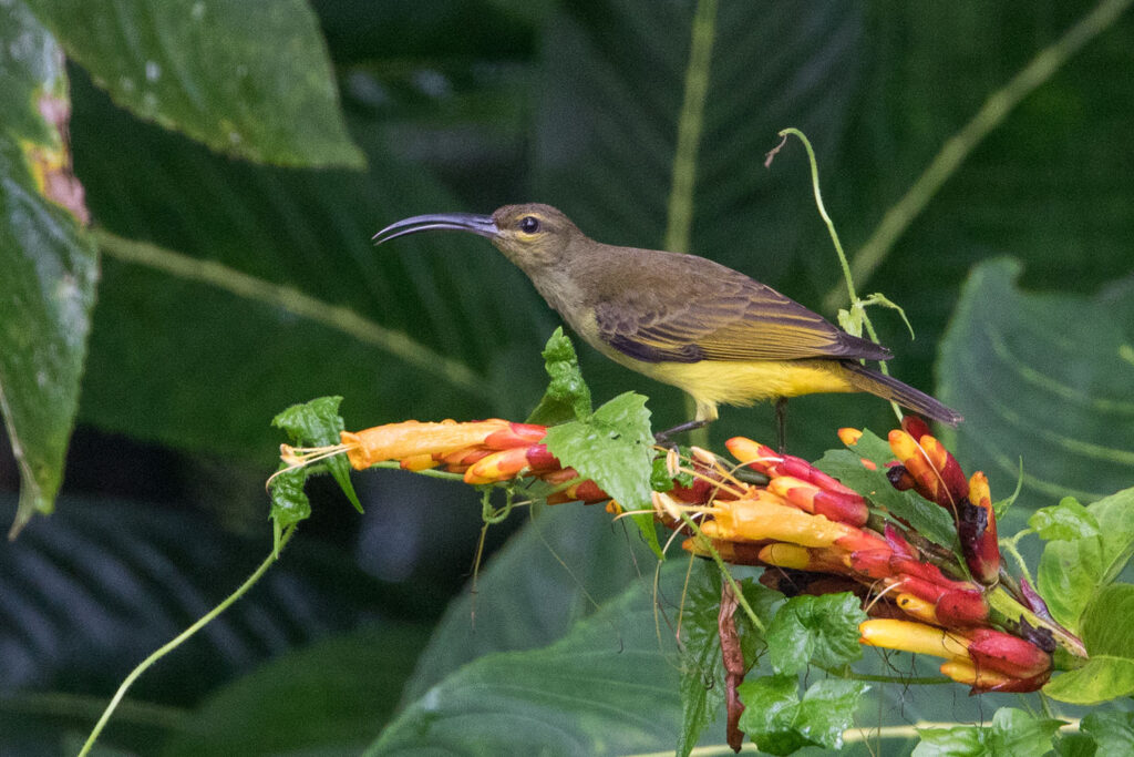 Thick-billed Spiderhunter