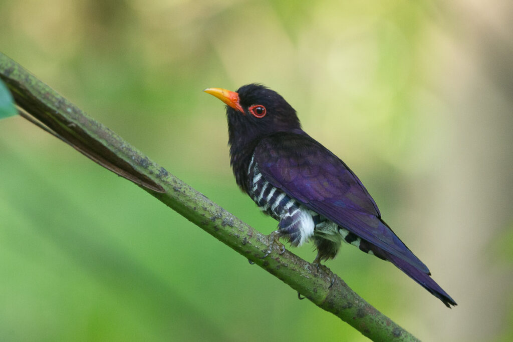 Violet Cuckoo