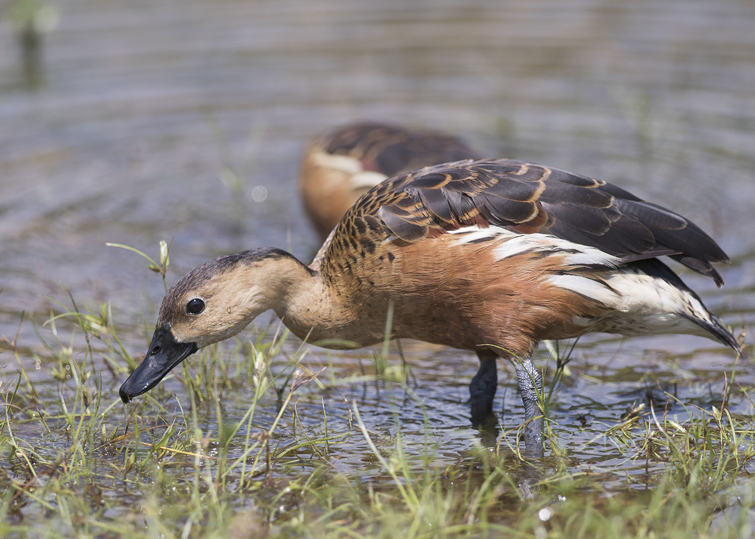 Wandering Whistling Duck – Birds of Singapore