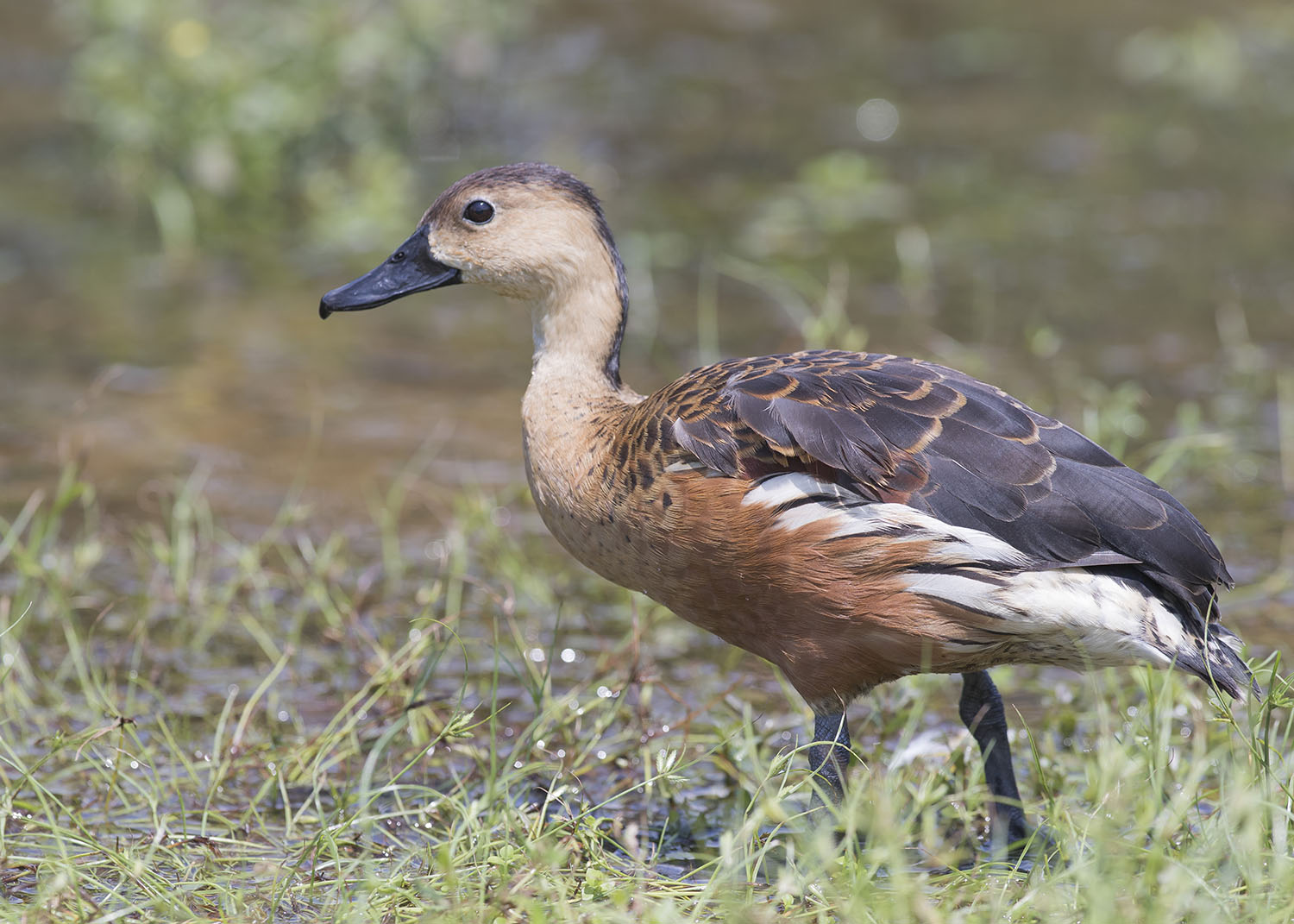 wandering whistling duck singapore