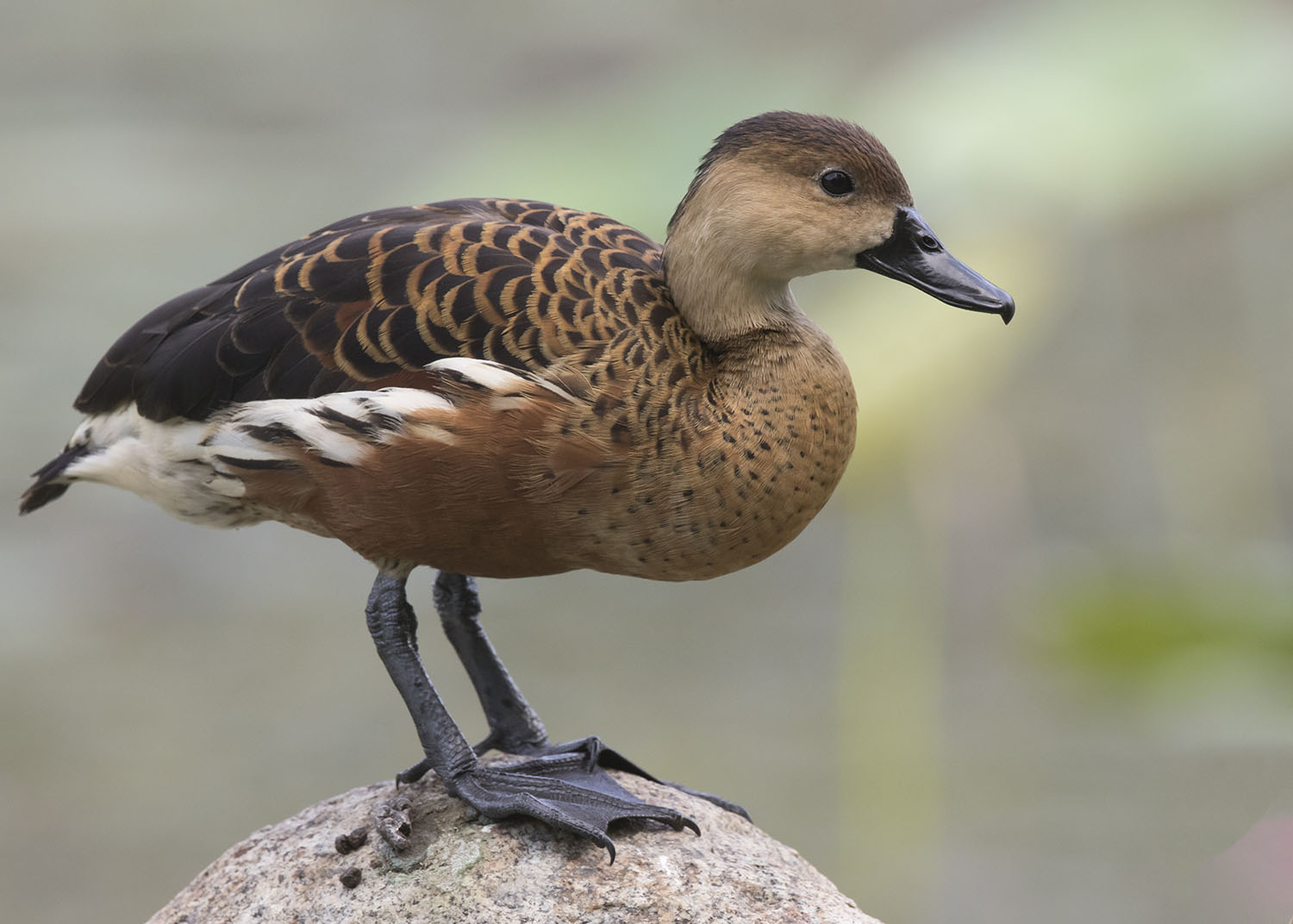 Wandering Whistling Duck_Seetoh3 – Birds of Singapore