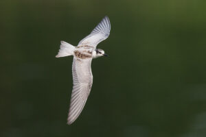 Identifying Marsh Terns in Singapore