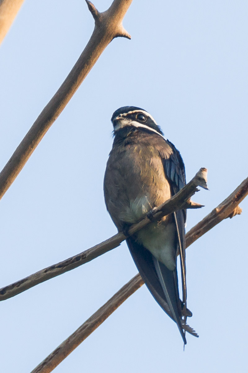 Whiskered Treeswift – Birds of Singapore