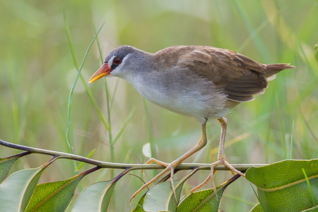 White-browed Crake