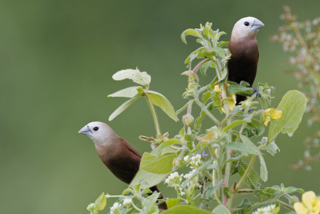 White-headed Munia