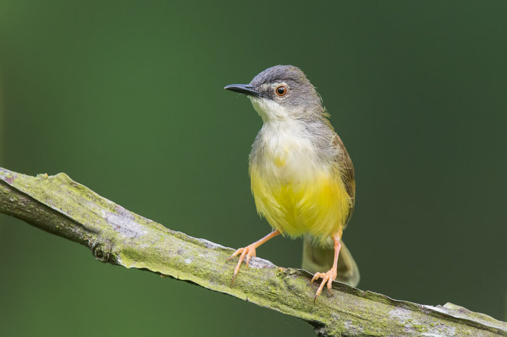 Yellow-bellied Prinia
