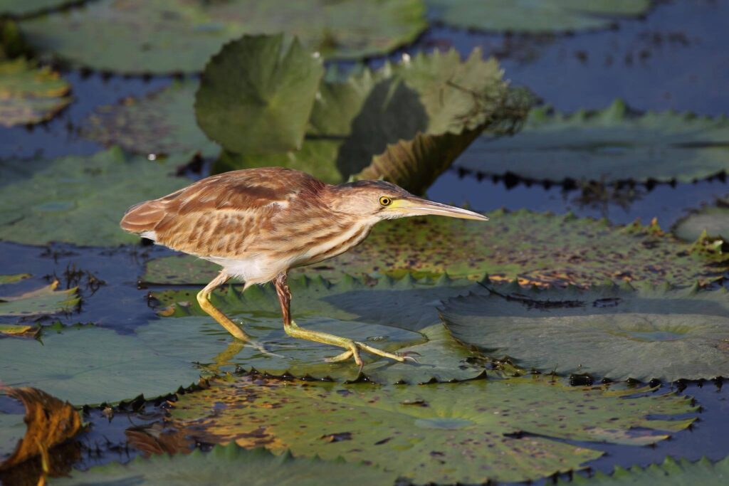 Yellow Bittern