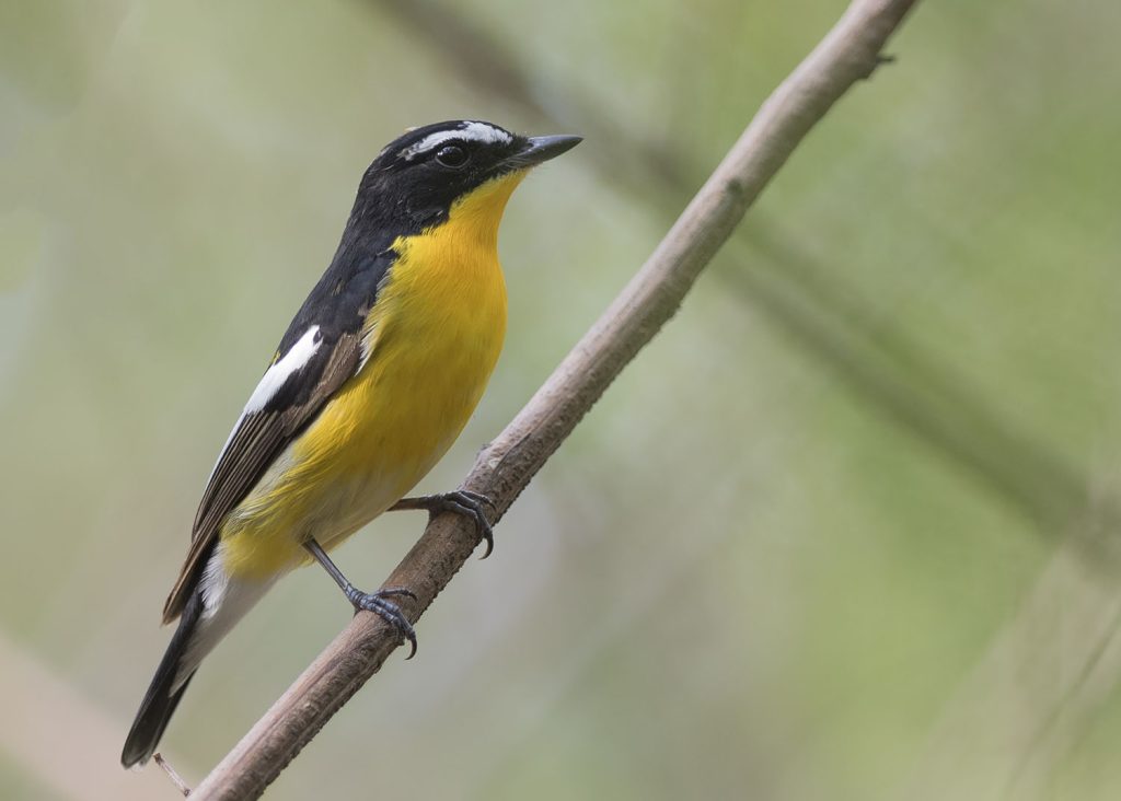 How our migrant bar charts work – Birds of Singapore
