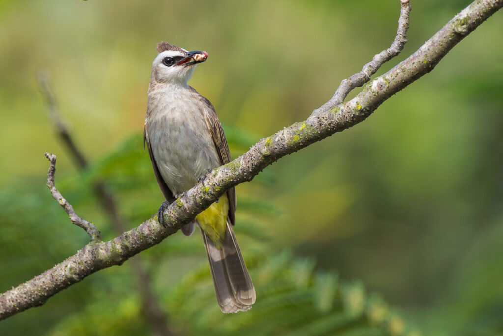 Yellow-vented Bulbul