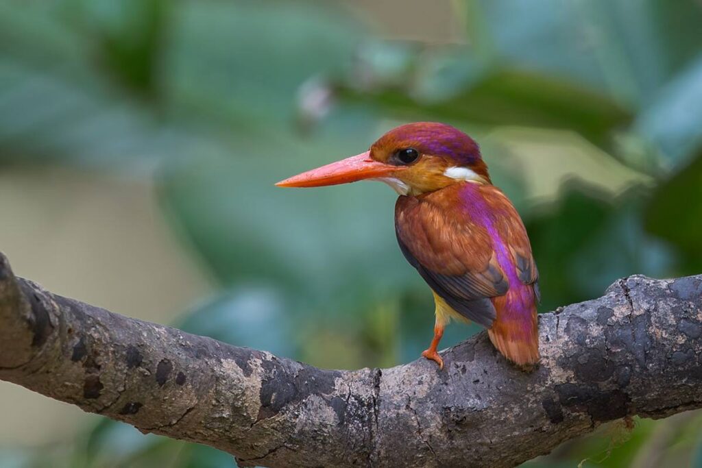 Rufous-backed Dwarf Kingfisher