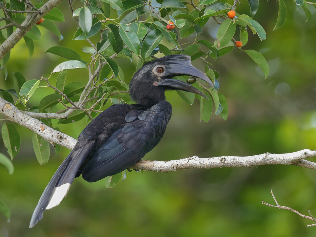 Black Hornbill