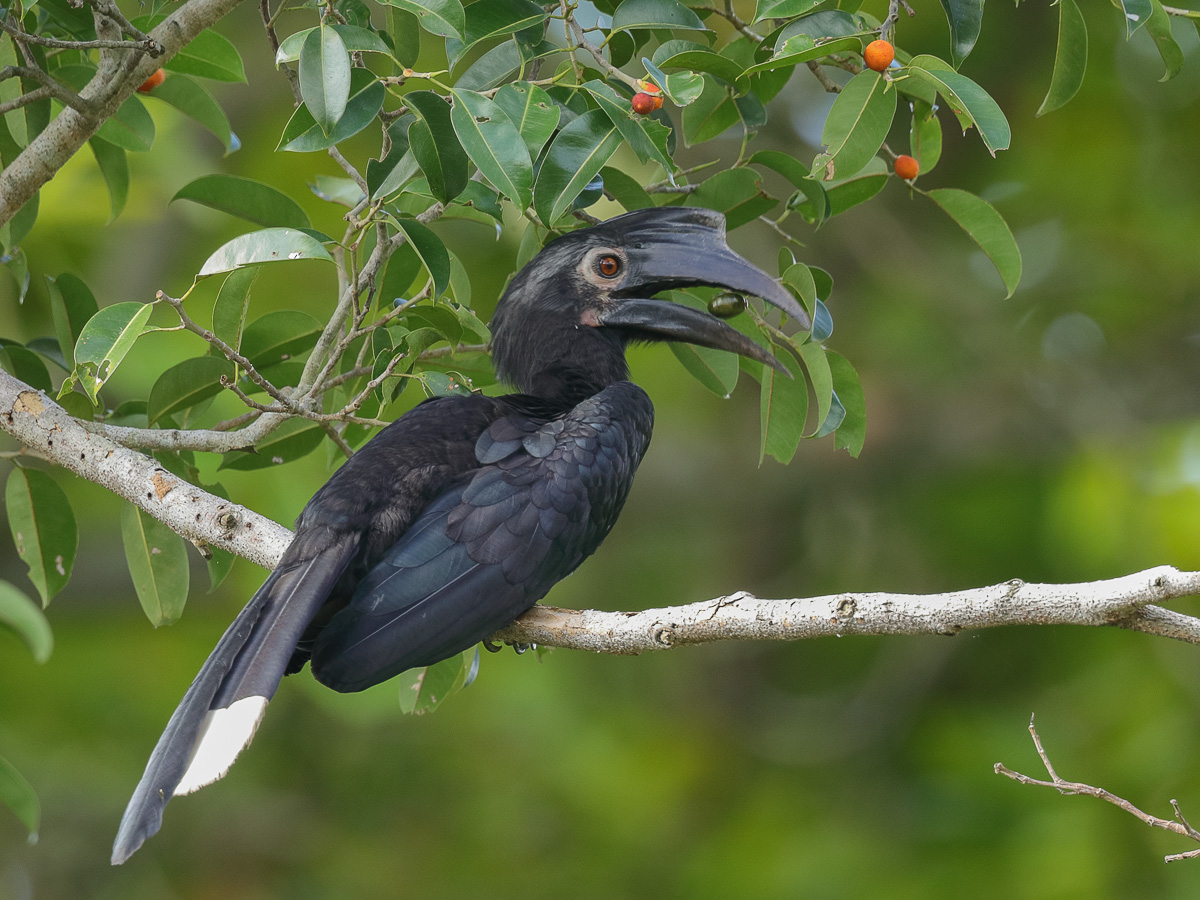 Black Hornbill – Singapore Birds Project