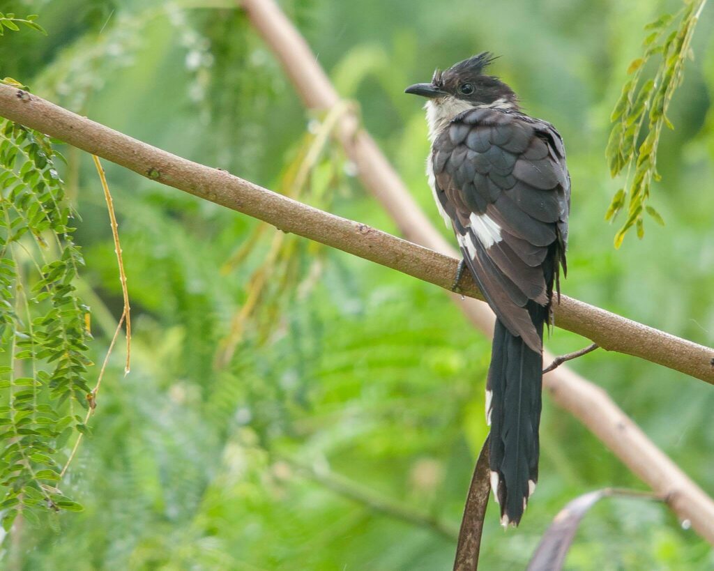 Jacobin Cuckoo