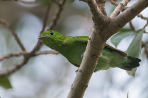 Bird List Revision for June 2017