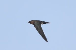 Bird List Revision for August 2017