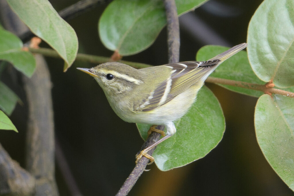 Yellow-browed Warbler