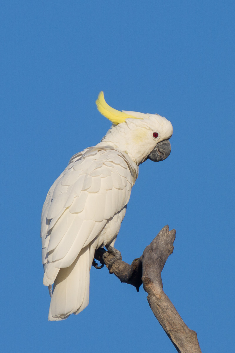 baby yellow cockatoo