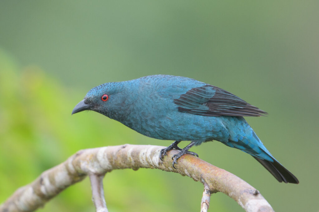 Asian Fairy-bluebird